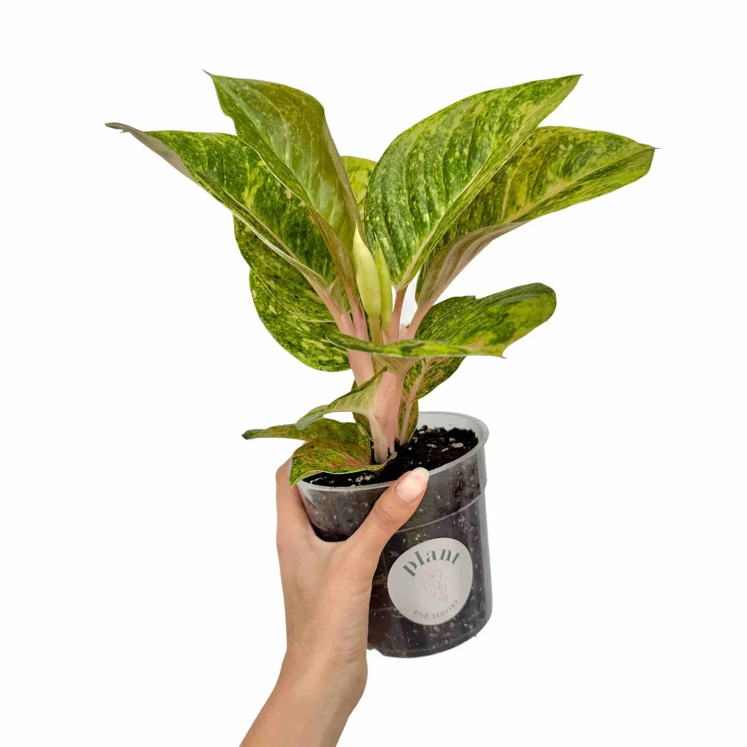 Plant and Stories Aglaonema Apple Green plante verte pot 12 cm