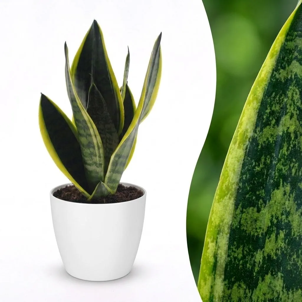 Plant and Stories Sansevieria Futura Superba langue belle-mère pot 12 cm