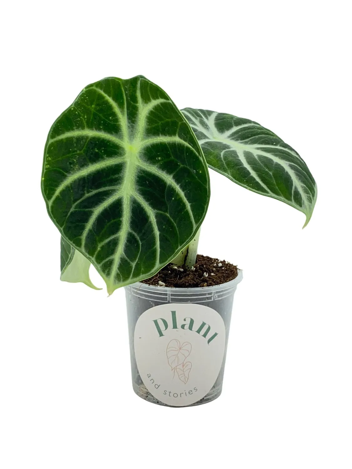 Plant and Stories Alocasia Black Ninja plante pot 11cm noire