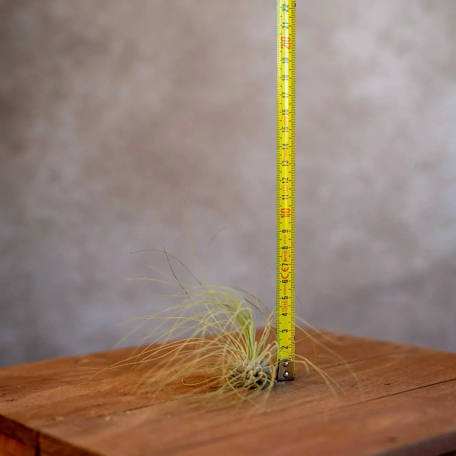 Airplantshop Tillandsia Argentea mini plante aérienne