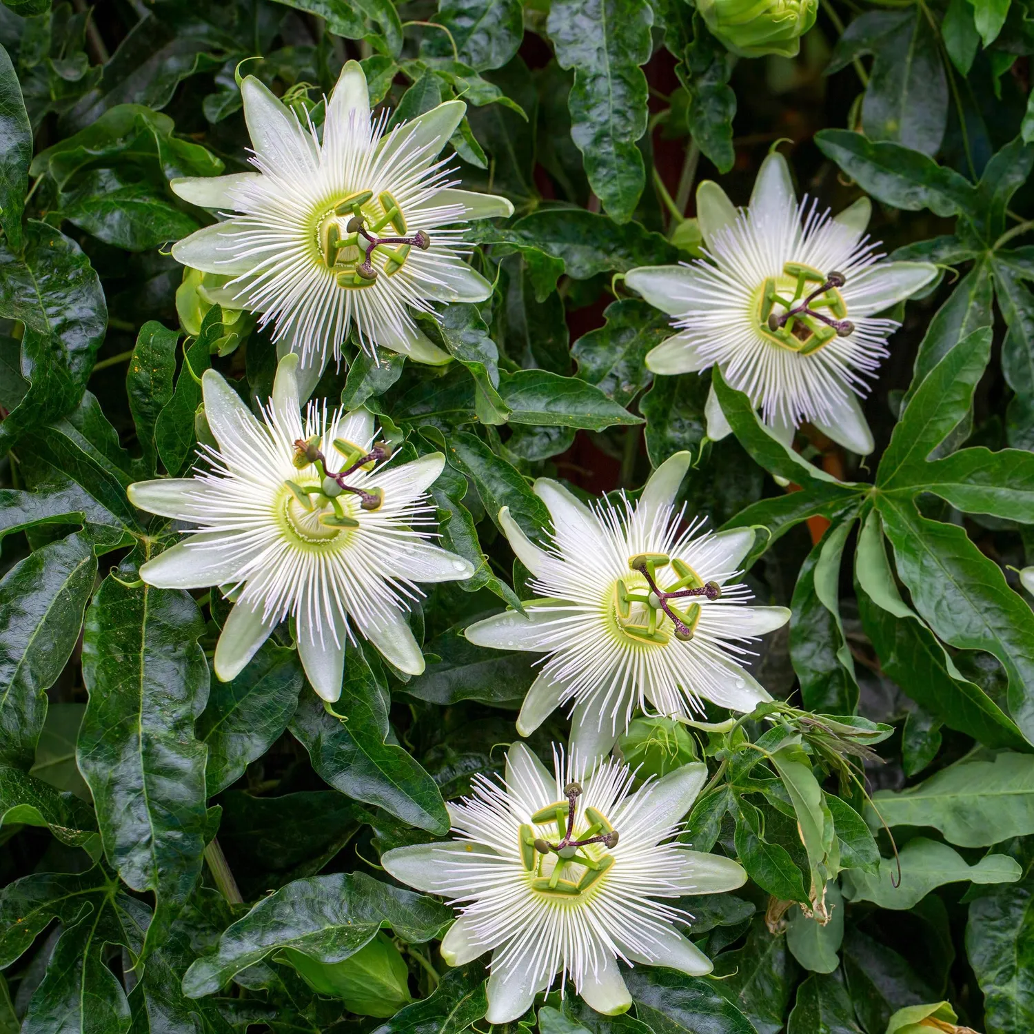Plant and Stories Passiflore Avalanche plante grimpante lot 2