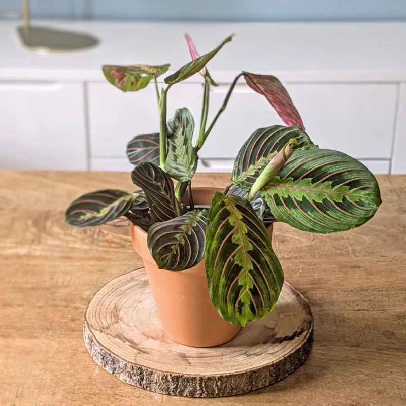 Réconciliation Végétale Maranta lot 2 plantes vertes D12 mi-ombre
