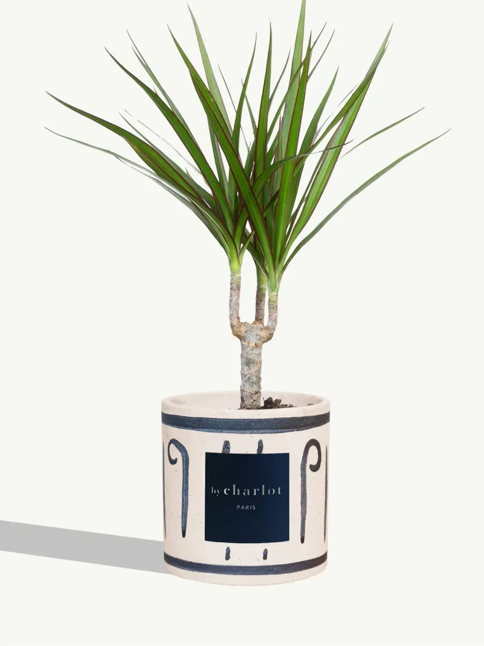 By Charlot L'Explorateur plante Dracaena pot 10 cm