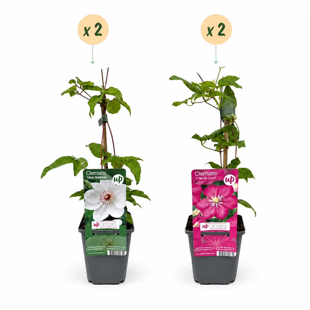 Plant and Stories Clématite Duo grimpantes 2 plants rose