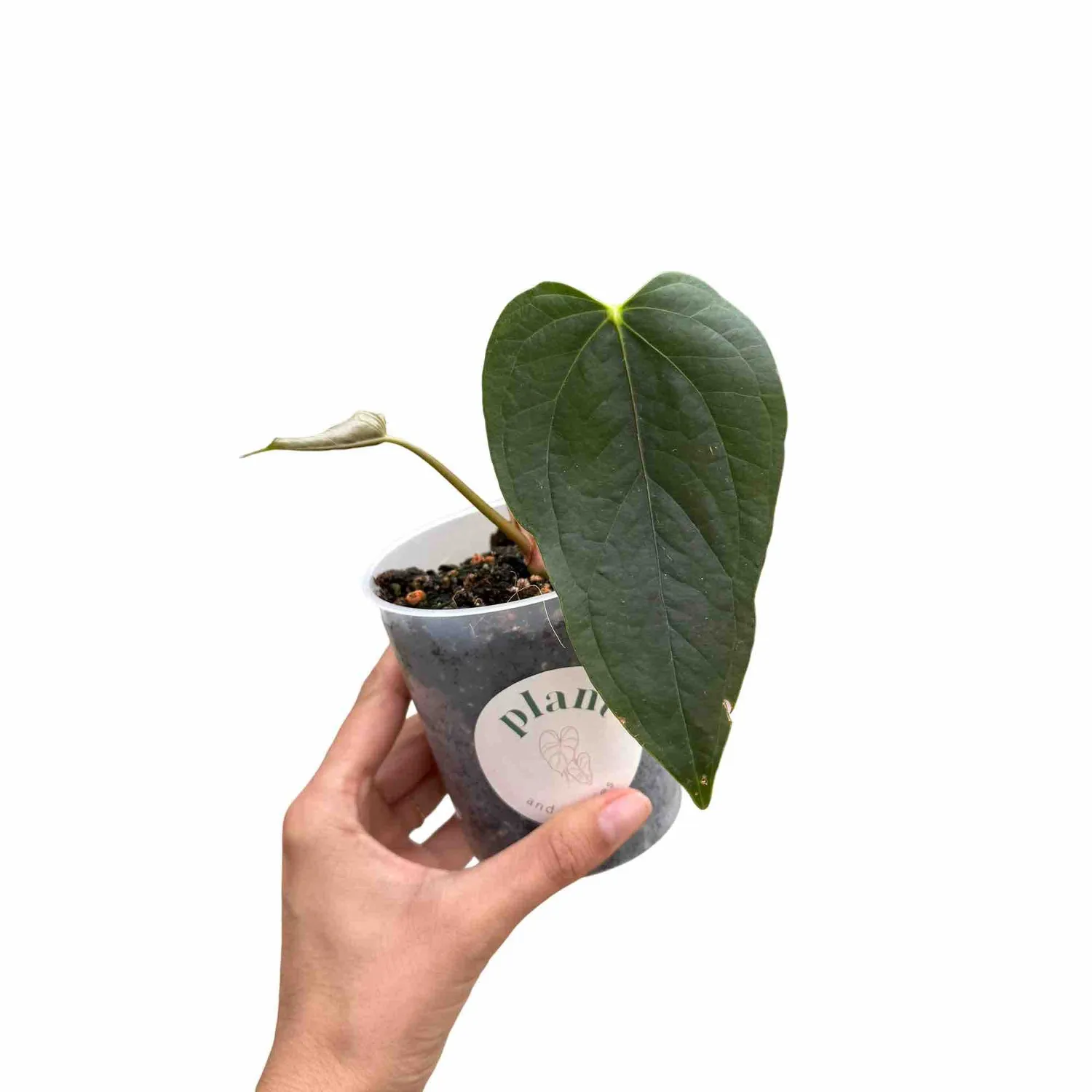 Plant and Stories Queen Of Hearts anthurium vert pot 6 cm