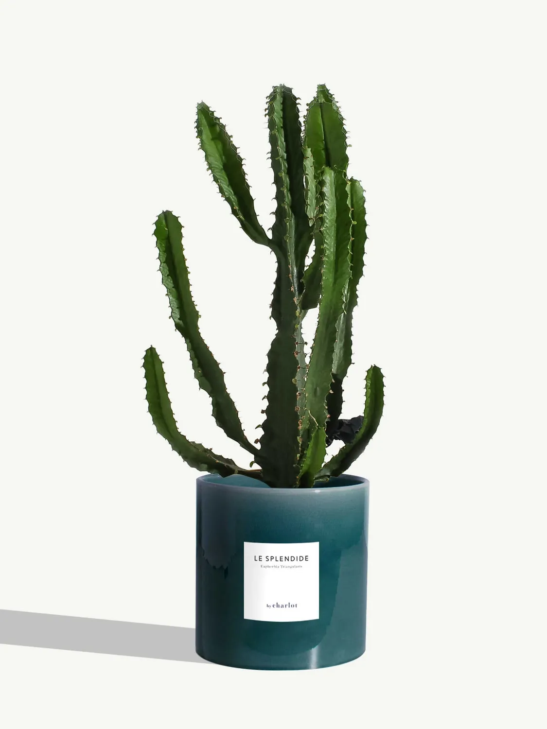 By Charlot Le Splendide euphorbe plante pot 14 cm soleil