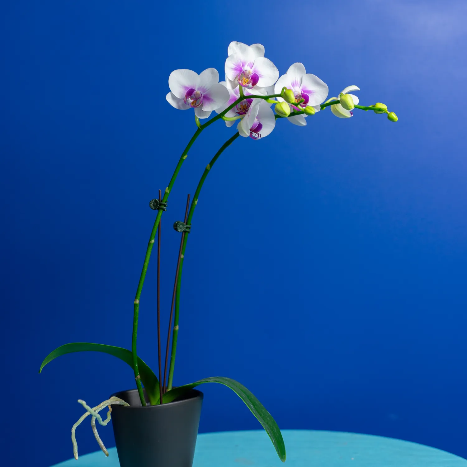 Orchidées de Prestige Brut Sauvage 6 orchidée prestige