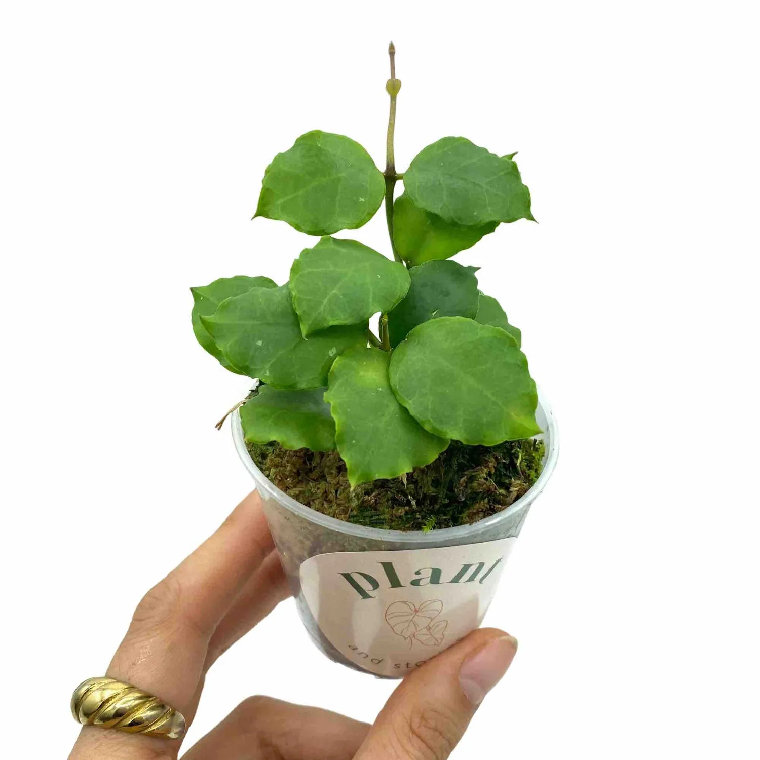 Plant and Stories Hoya Endauensis plante pot 6 cm argent veiné