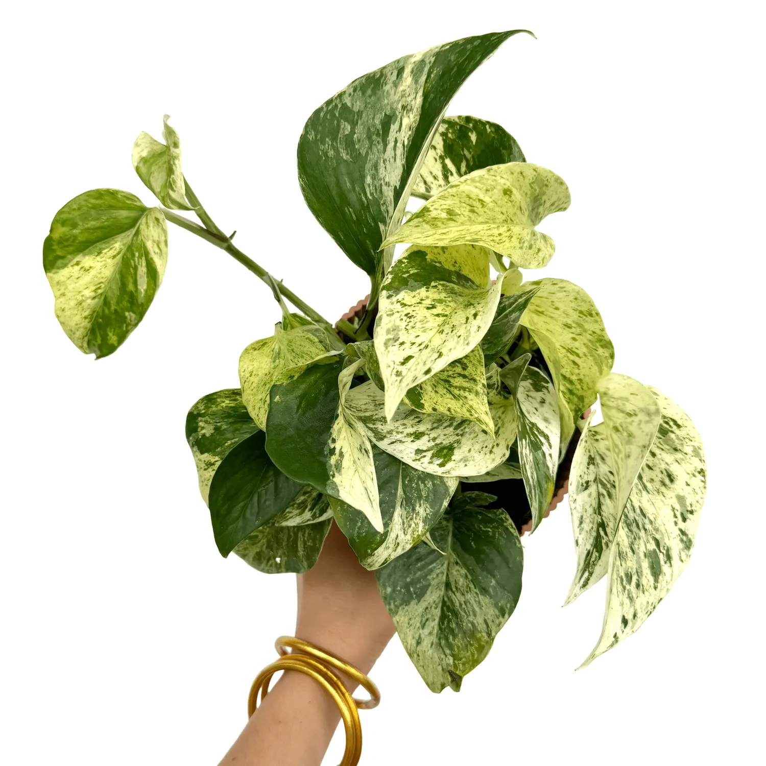 PLANT AND STORIES Snow Leopard pothos pot 12 cm tacheté