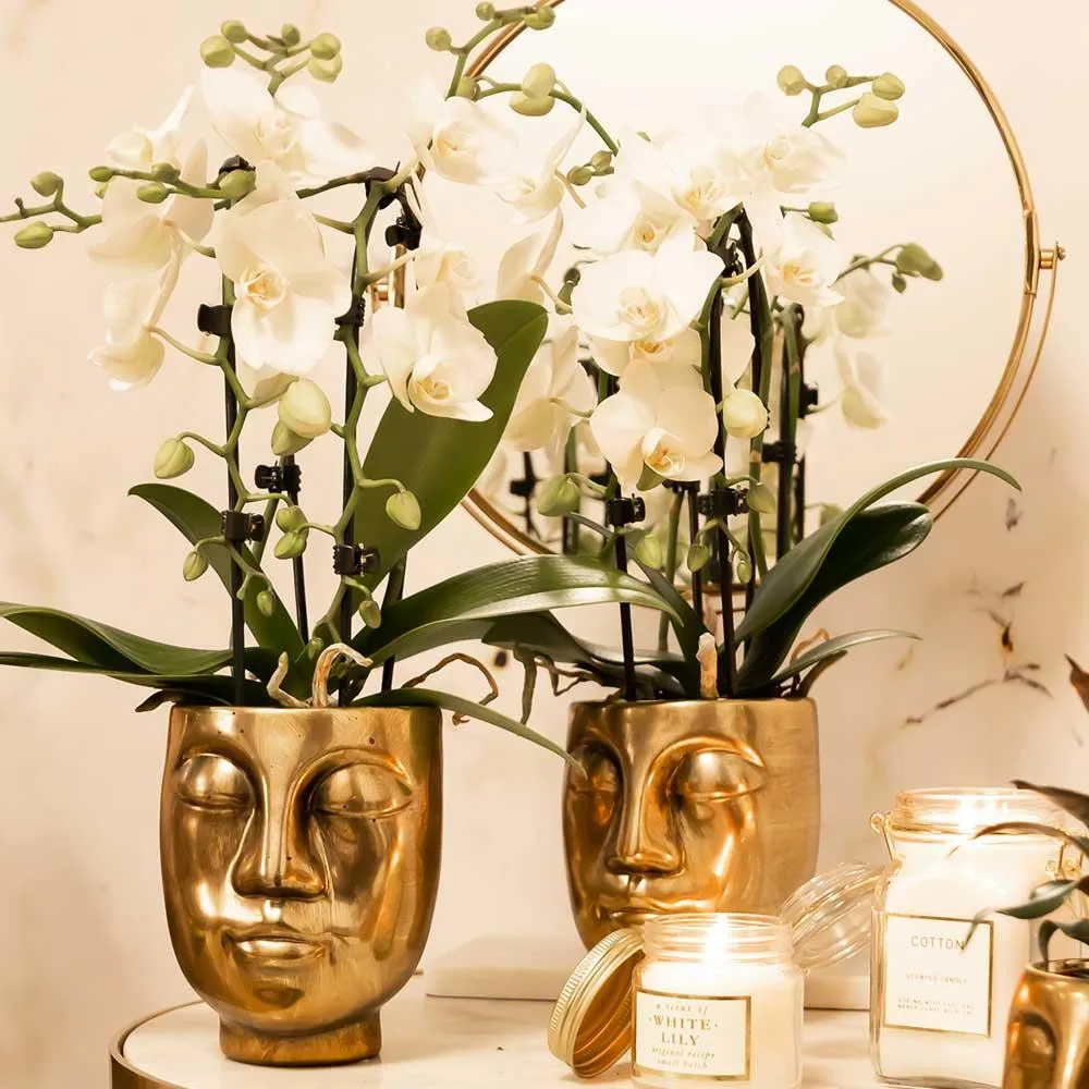 Plant and Stories Phalaenopsis Niagara Falls orchidée blanche 9 cm
