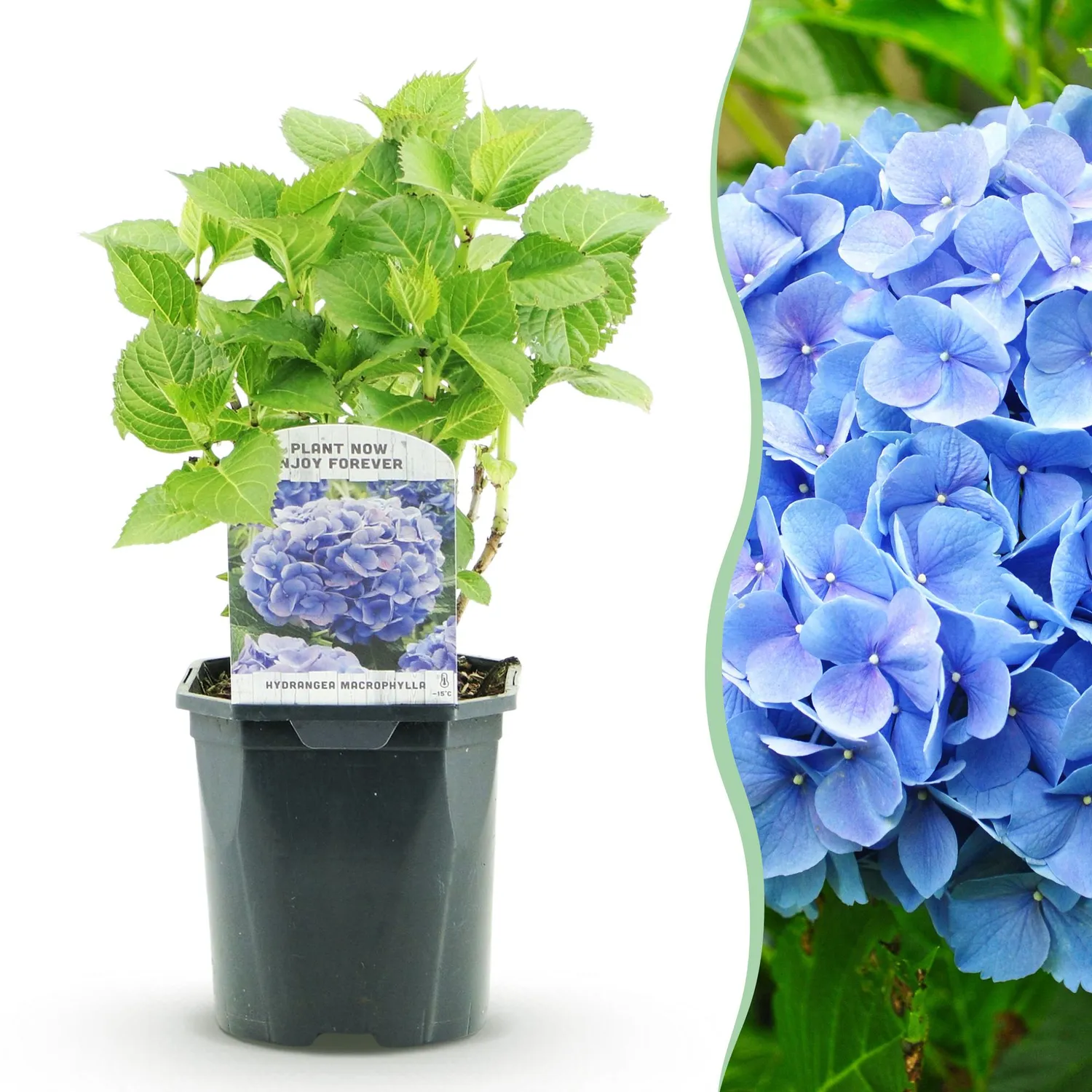 Plant and Stories Hortensia Blue hortensia pot 17 cm bleu