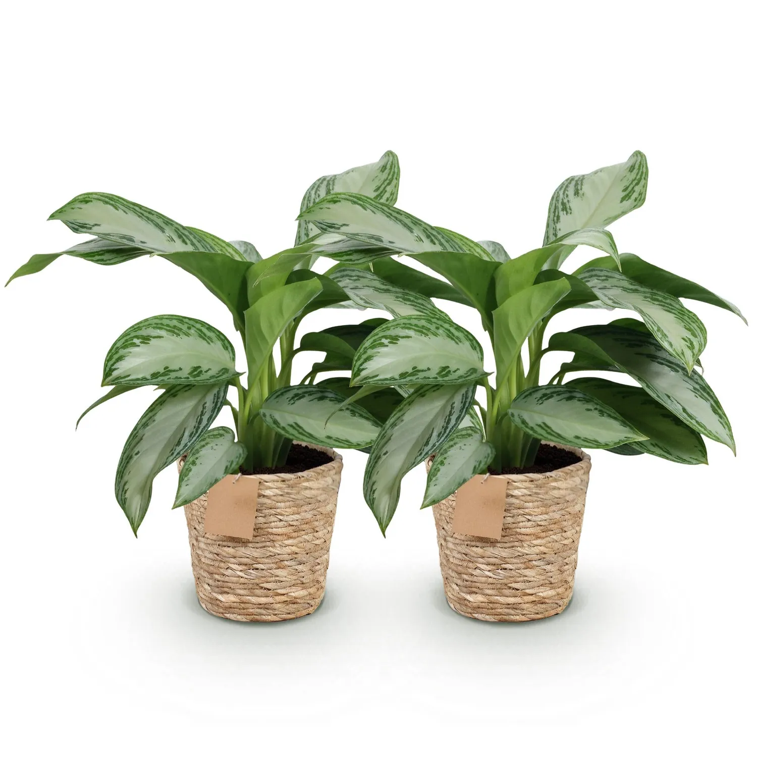 PLANT AND STORIES Silver Bay aglaonema argenté 70 cm panier