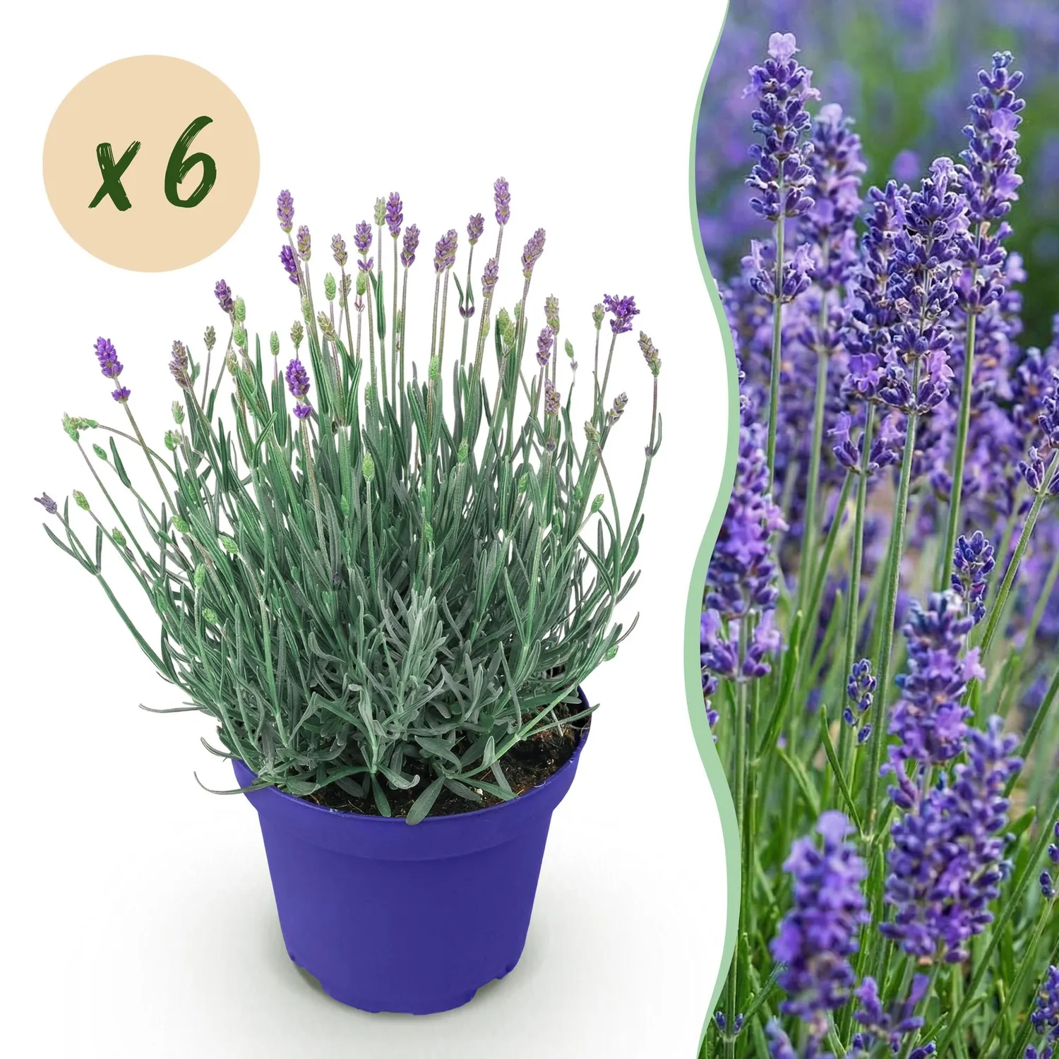 Plant and Stories Hidcote lavande pot 12 cm 1 plant rustique