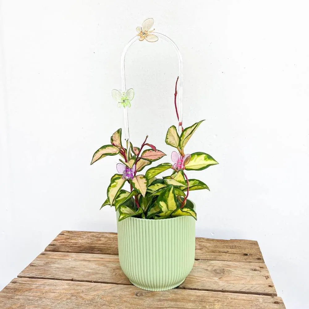 Plant and Stories Hoya tuteur arche acrylique transparent taille S