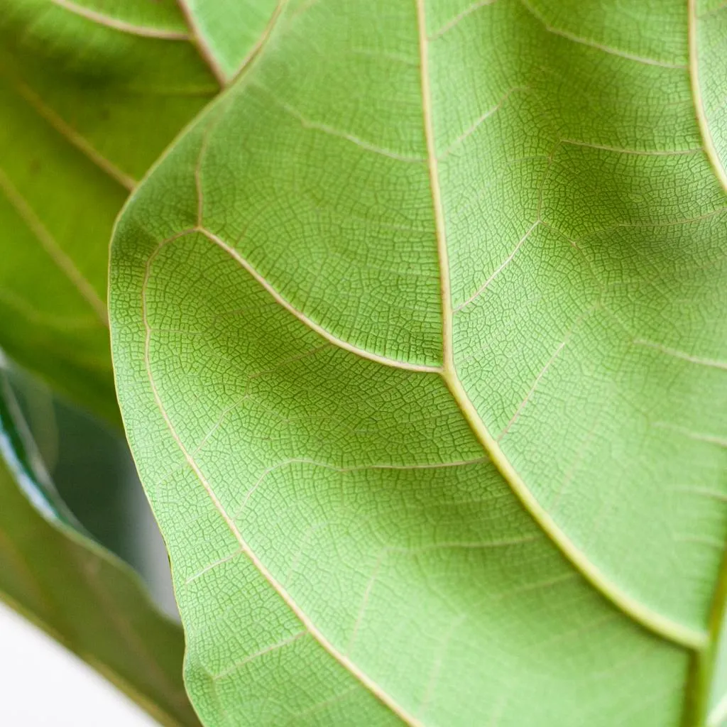Plant and Stories Lyrata ficus pot 21 cm 75-85 cm sans cache-pot