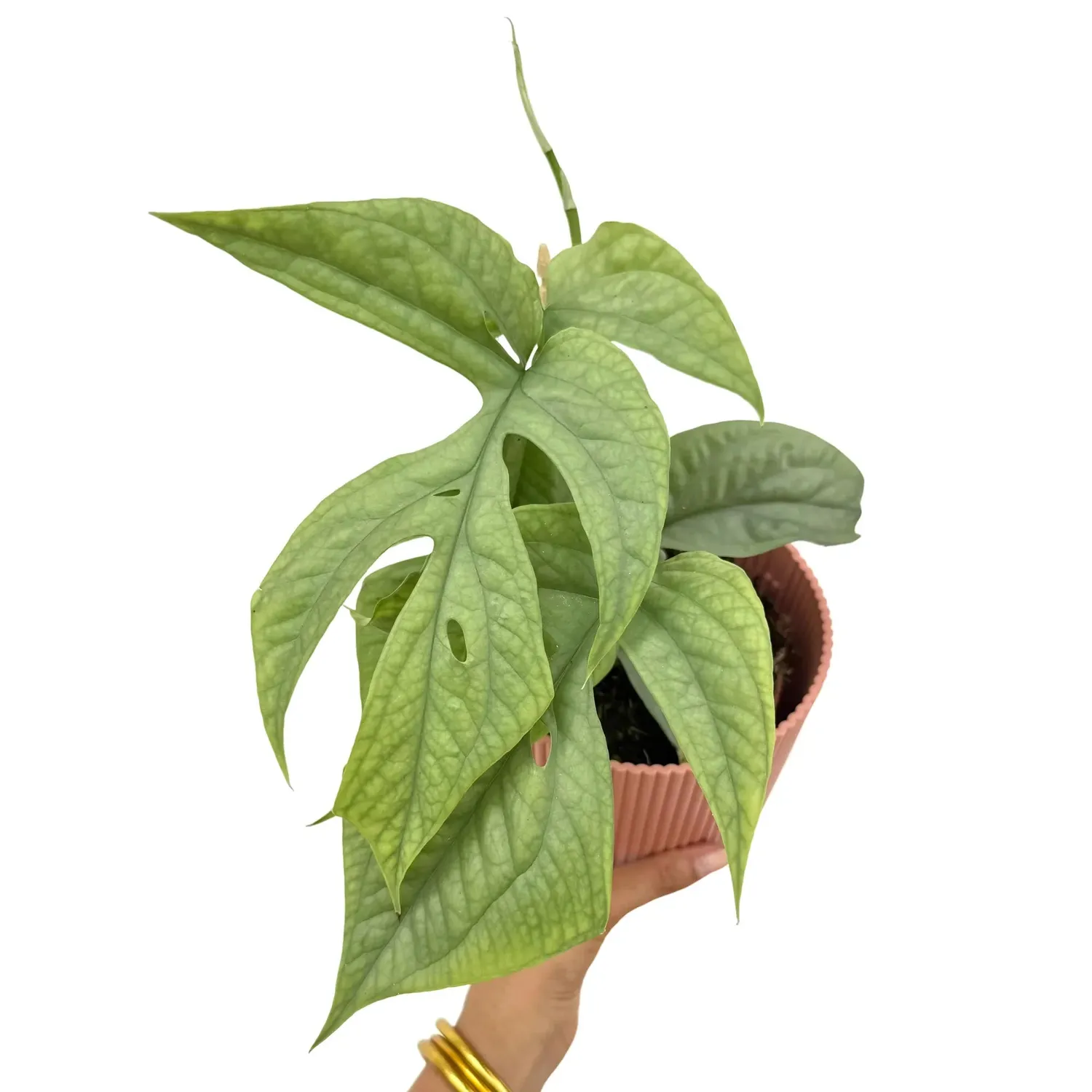 Plant and Stories Amydrium Silver plante d'intérieur 12cm irisée