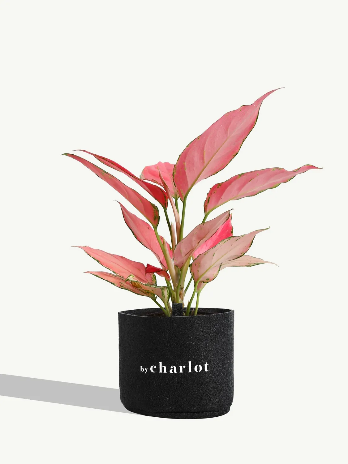 By Charlot La Rayonnante plante Aglaonema recharge S