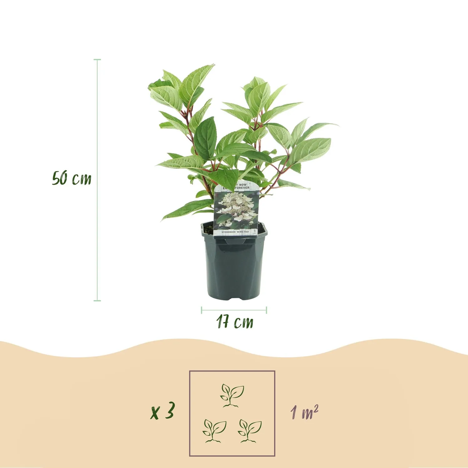 Plant and Stories Hortensia Wim's Red arbuste pot 17cm 1 plant