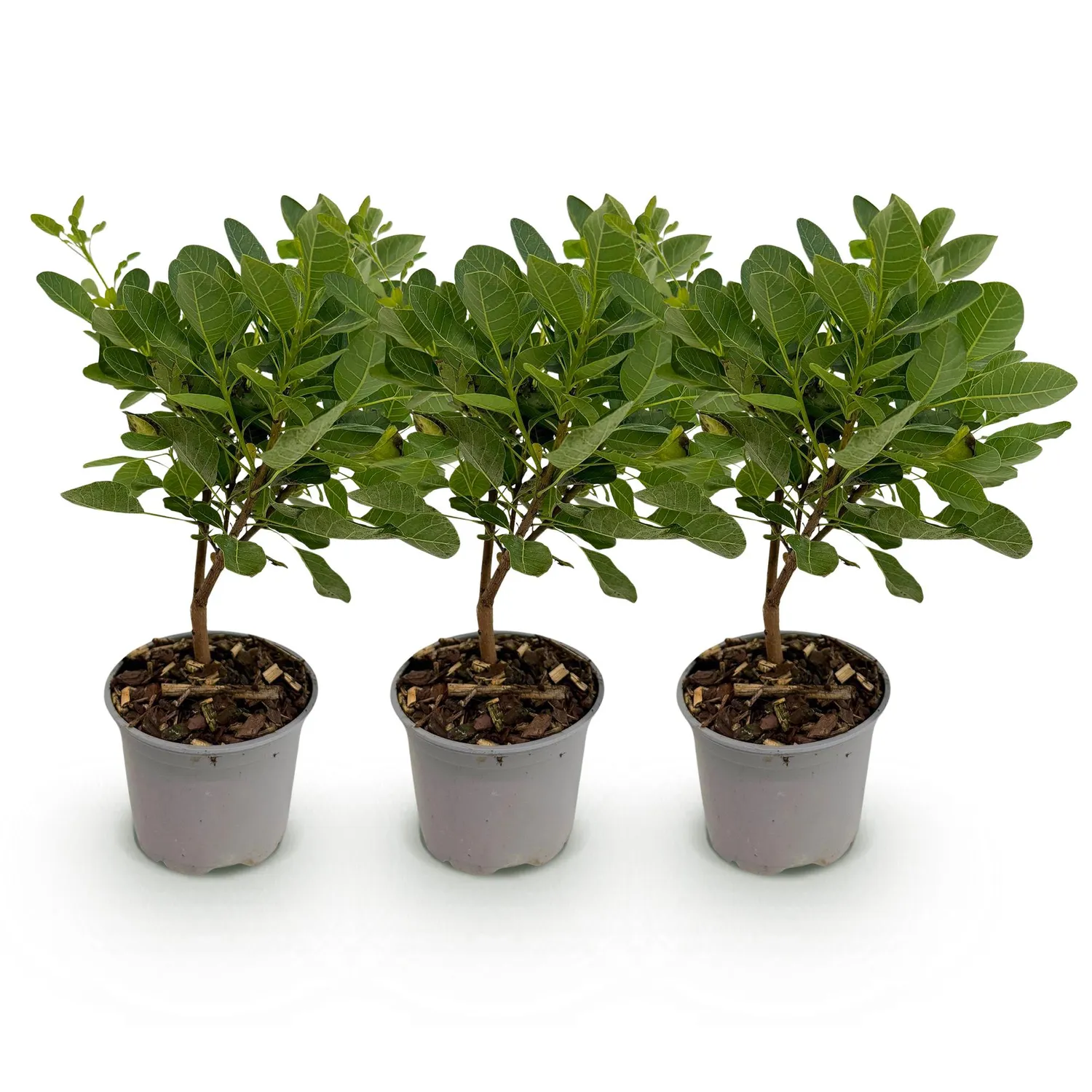 Plant and Stories Young Lady arbre perruque rose 1 plant