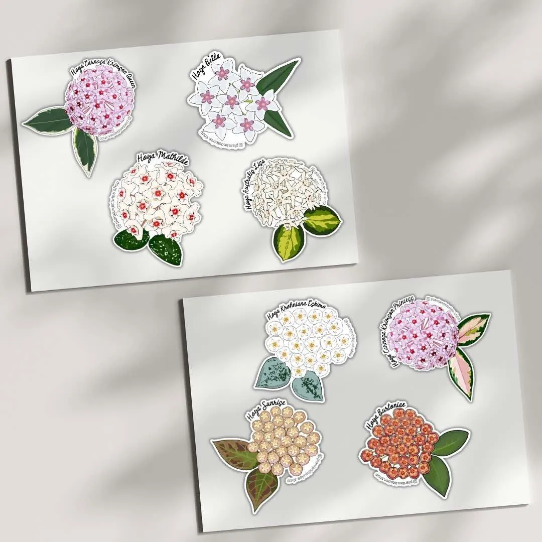 Plant and Stories Collection Hoya cartes stickers herbier