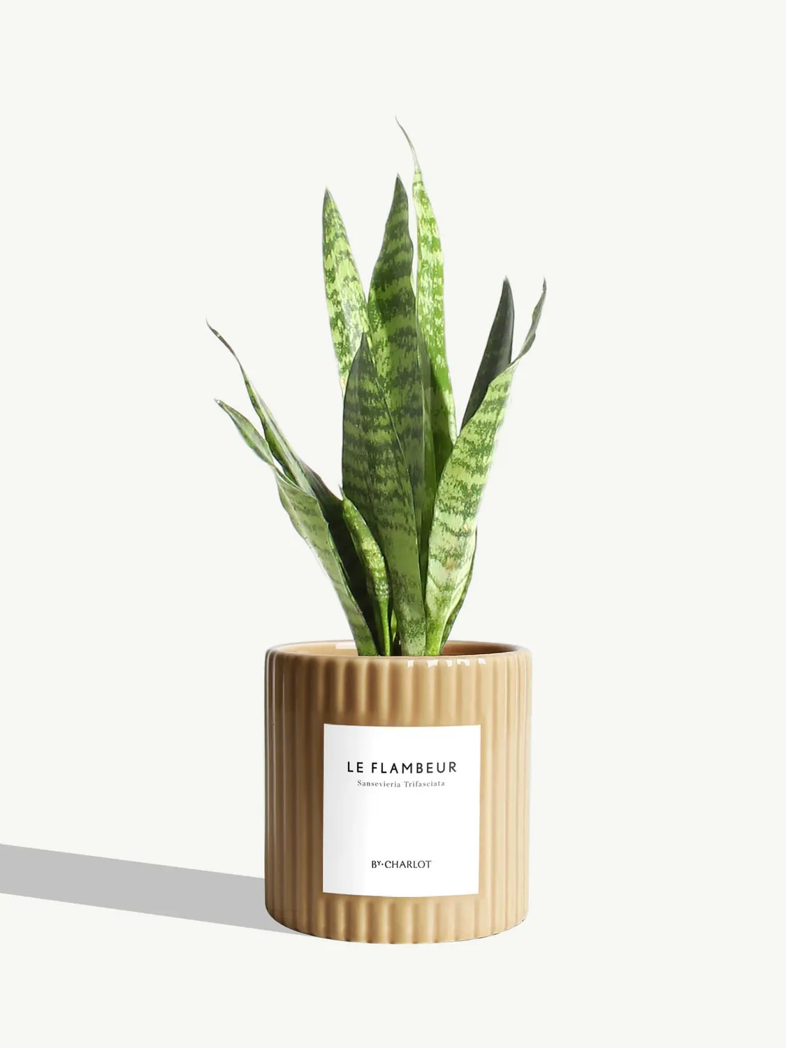 By Charlot Le Flambeur plante verte sansevieria S