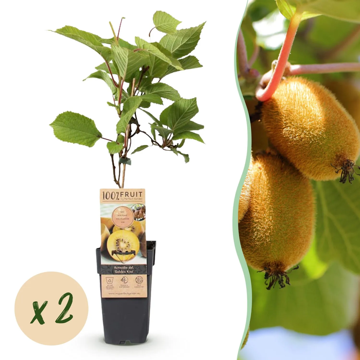 Plant and Stories kiwi Golden pot 15 cm 50 cm lot 2 plants