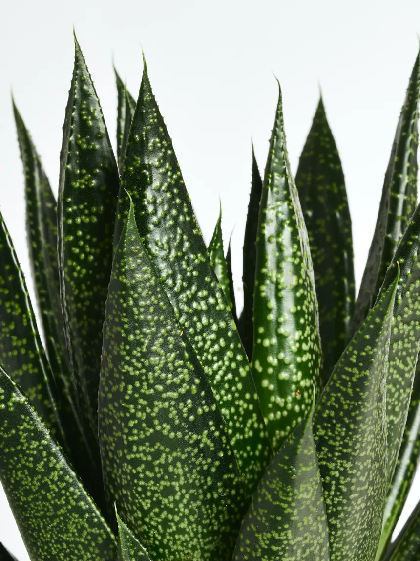 By Charlot Le Fougueux plante succulente Gasteria 8-10 cm