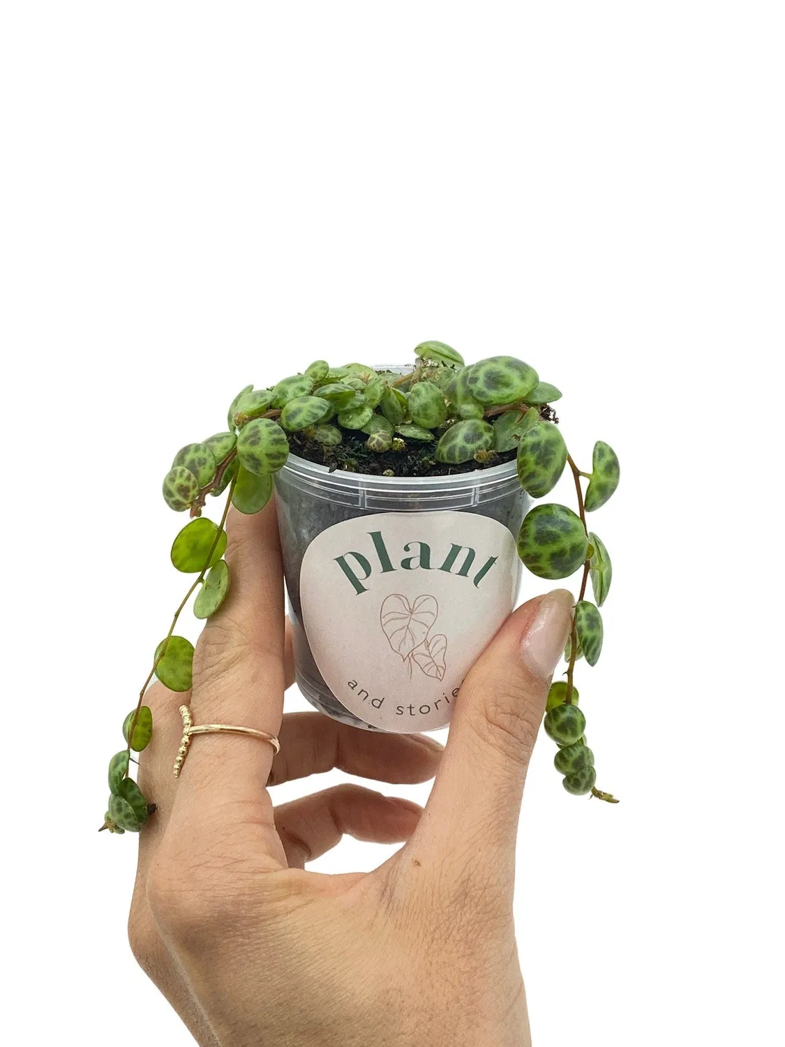Plant and Stories Peperomia Prostrata plante 6 cm tortue