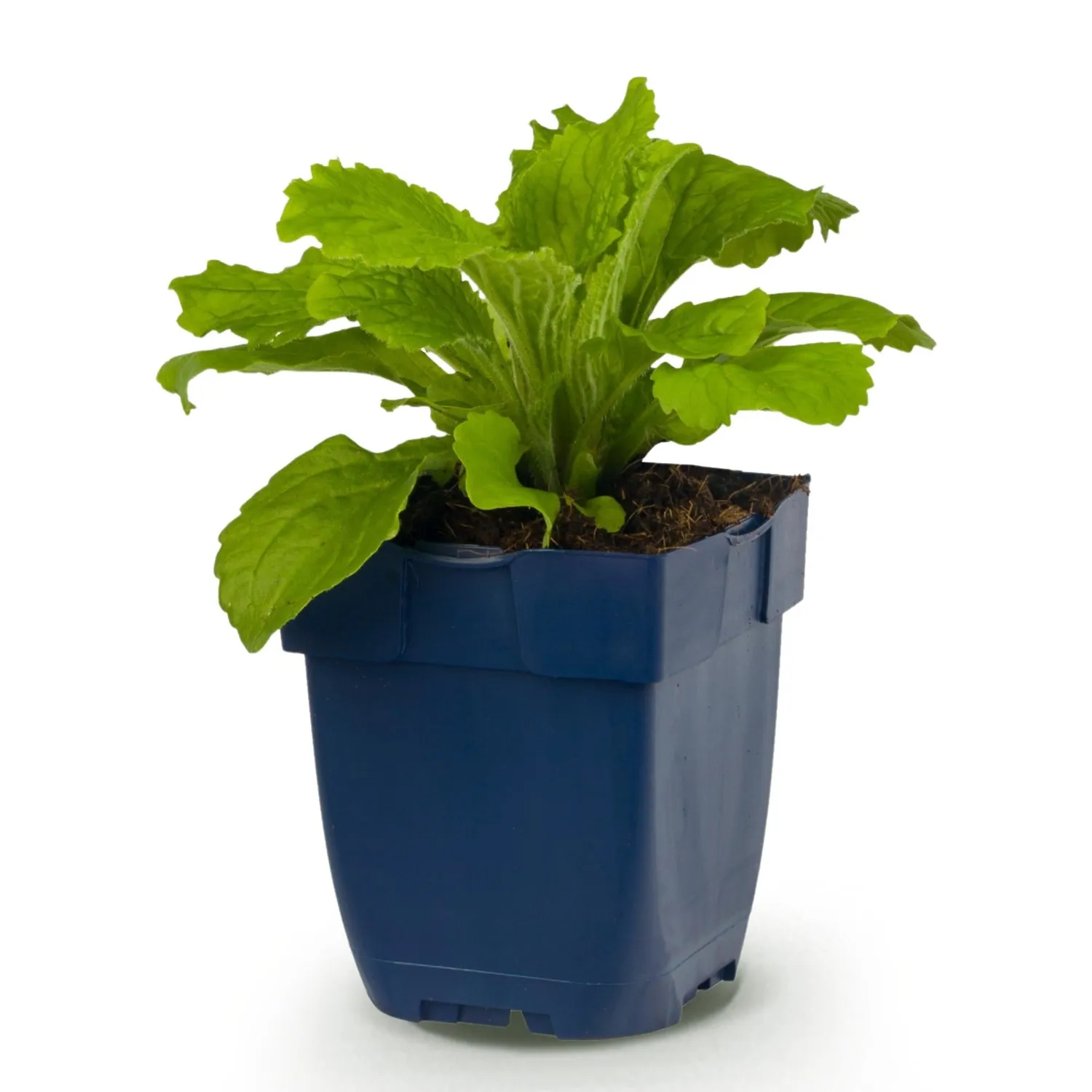 Plant and Stories Digitale Dalmatian Purple vivace pot 11cm 1 plant