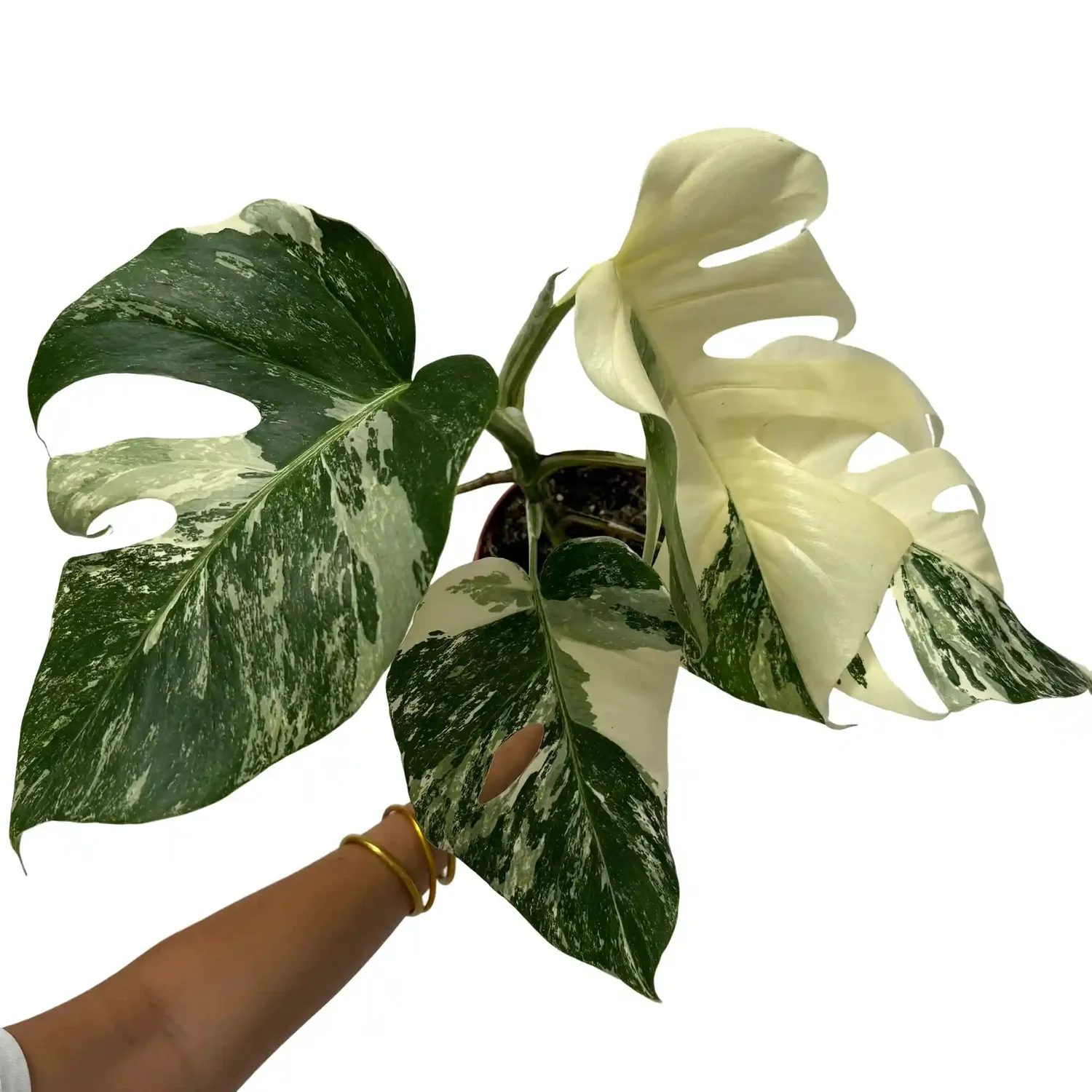 Plant and Stories Monstera Variegata plante pot 15 cm panachée