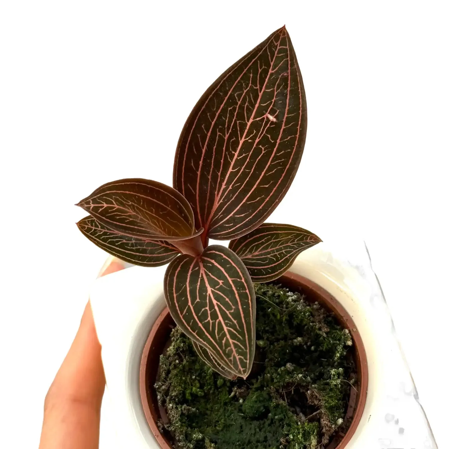 Plant and Stories Anoectochilus Spiderman orchidée bijou pot 6cm