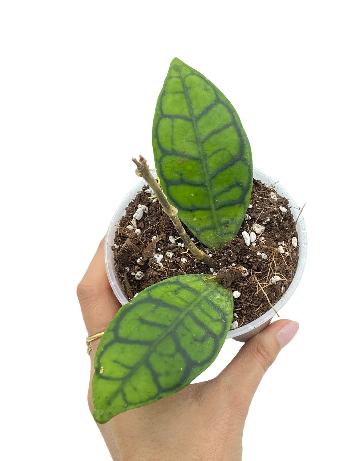 Plant and Stories Hoya Callistophylla plante pot 6 cm feuilles nervurées