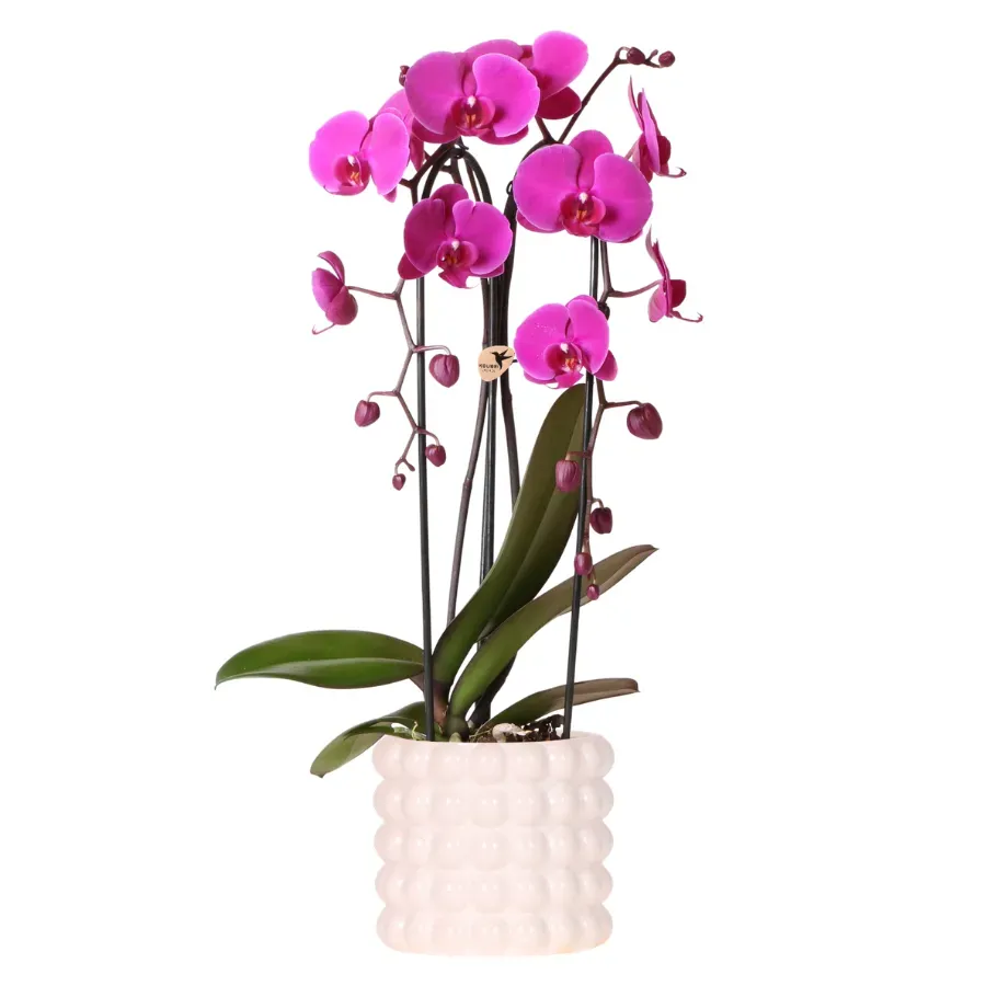 Plant and Stories Freeride Niagara Falls orchidée violette