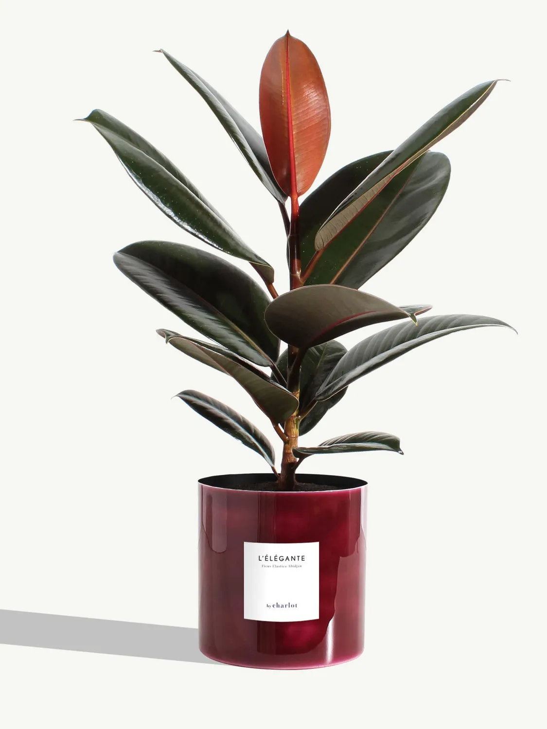 By Charlot L'Élégante plante ficus M