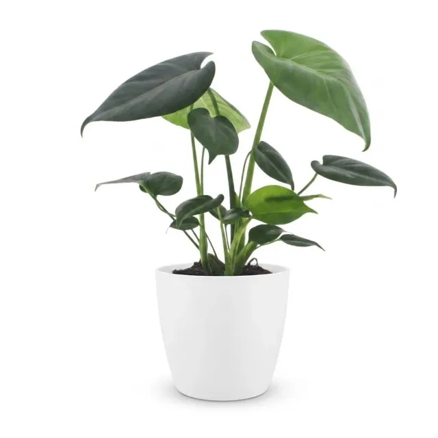 Plant and Stories Monstera Deliciosa plante d'intérieur 12cm 1 plante