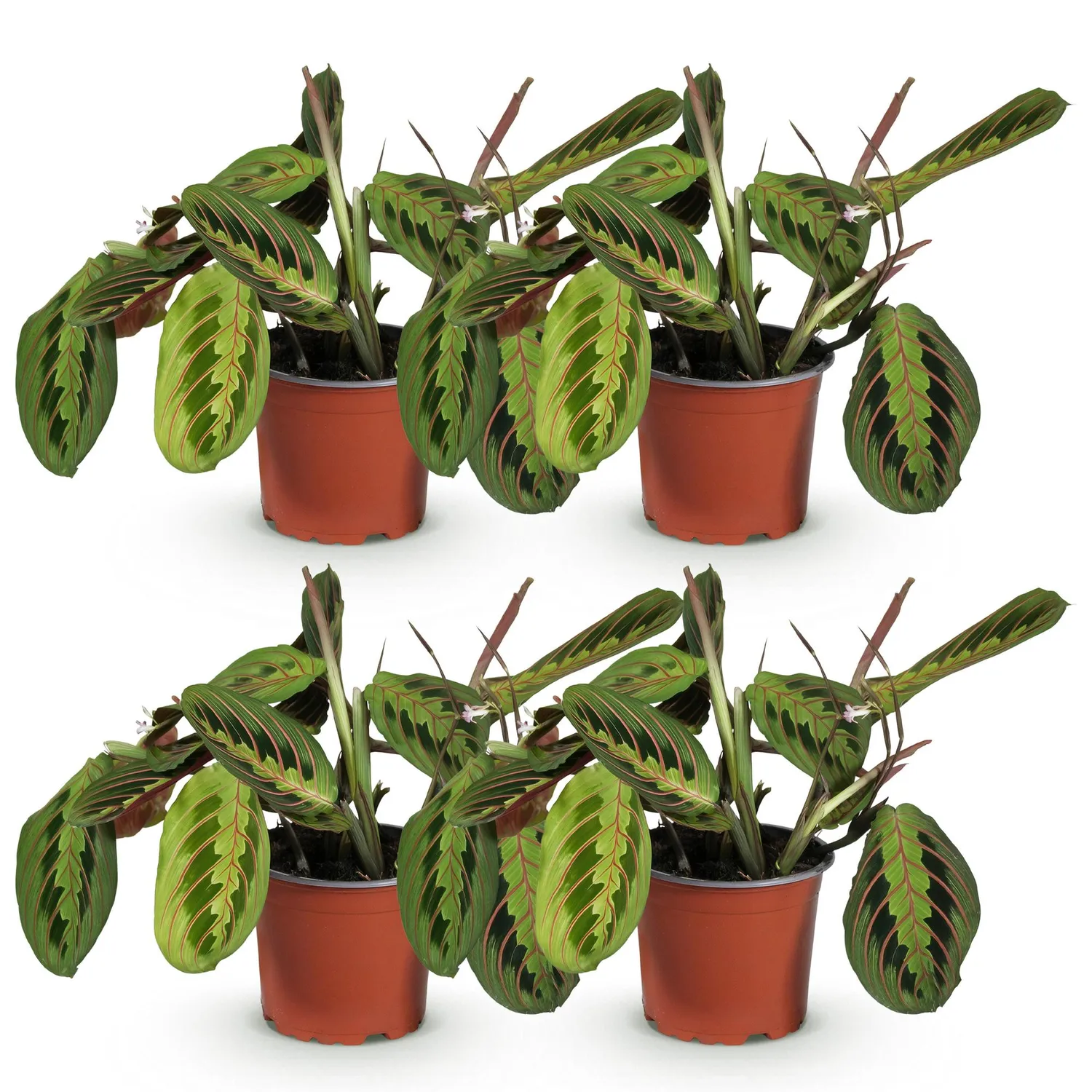 Plant and Stories Maranta Fascinator Tricolour plante prière 12cm