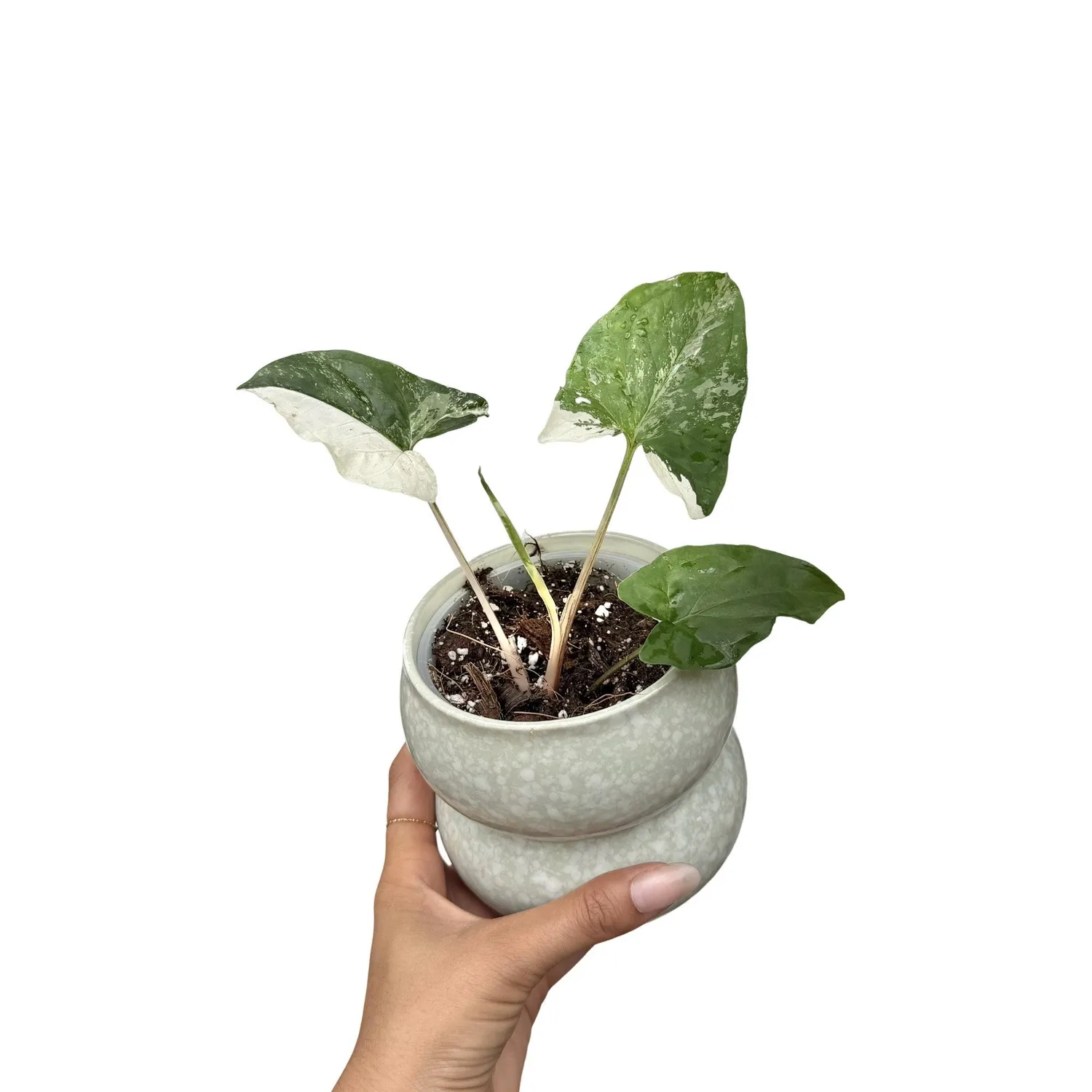 Plant and Stories Syngonium Albo Variegata plante d’intérieur pot 6 cm blanc