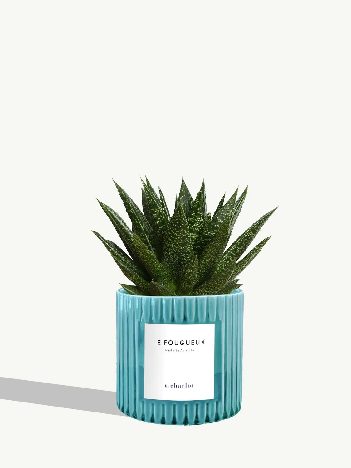 By Charlot Le Fougueux succulente Gasteria 8-10 cm pot S