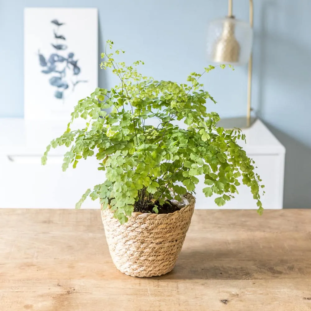 Réconciliation Végétale Melissa fougère intérieure Adiantum Fragrans