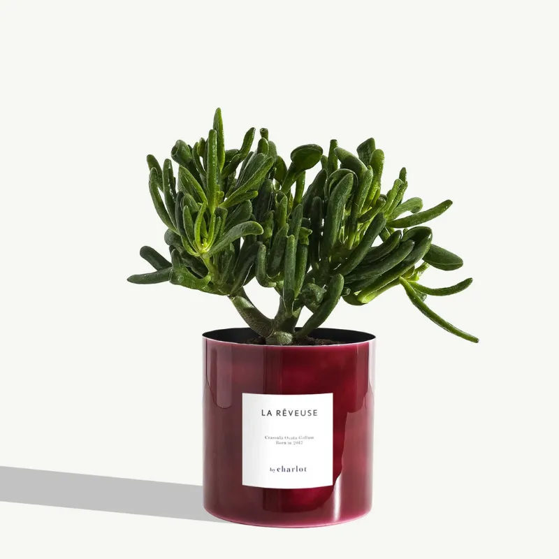 By Charlot La Rêveuse plante d'intérieur standard