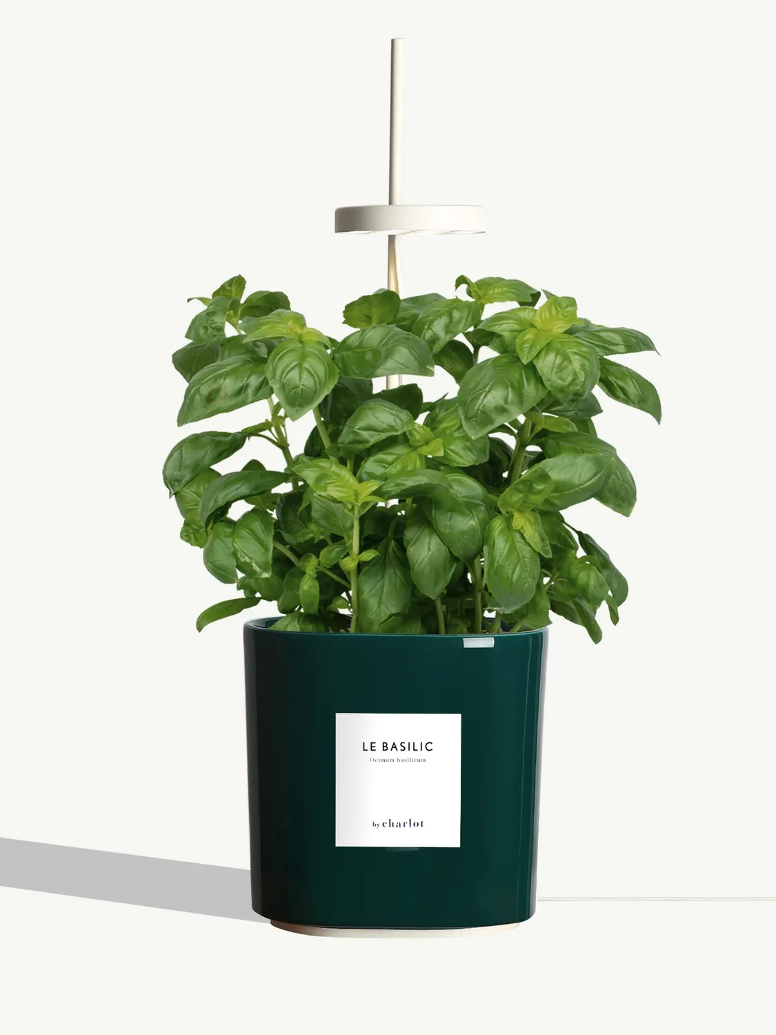 By Charlot Le Basilic plante aromatique potager intérieur