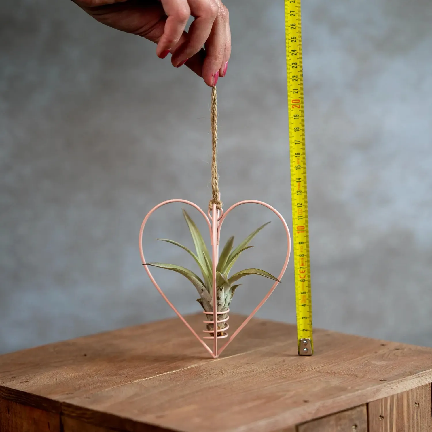 Airplantshop Cœur métal rose suspension avec tillandsia