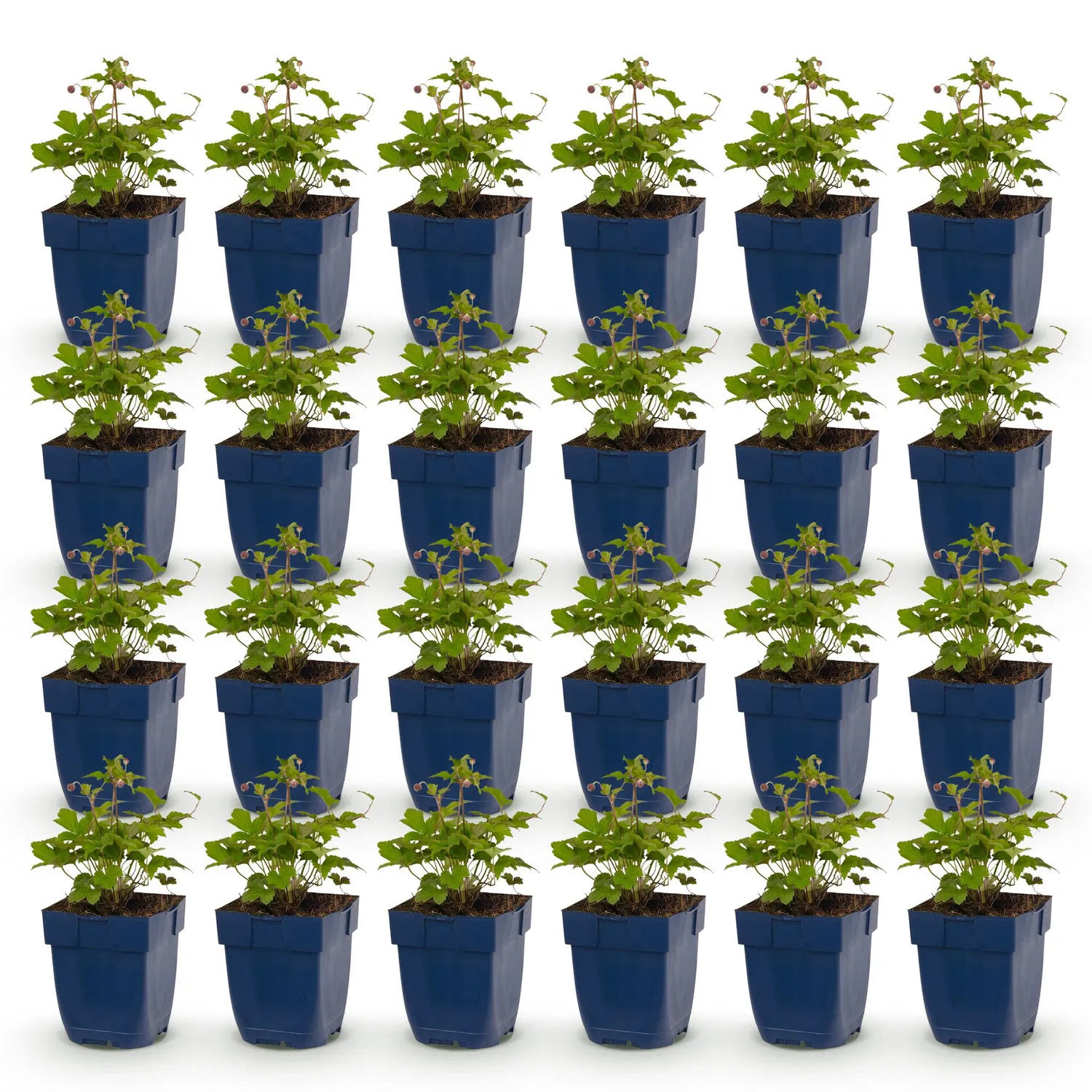 Plant and Stories Anémone Japon Tricolour plante 6 plants ombre