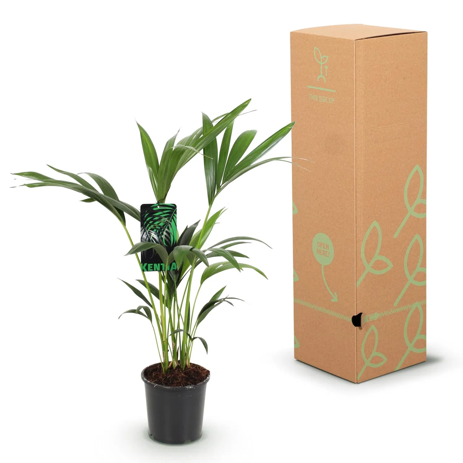 Plant and Stories Howea Forsteriana palmier pot 17 cm 70 cm Kentia