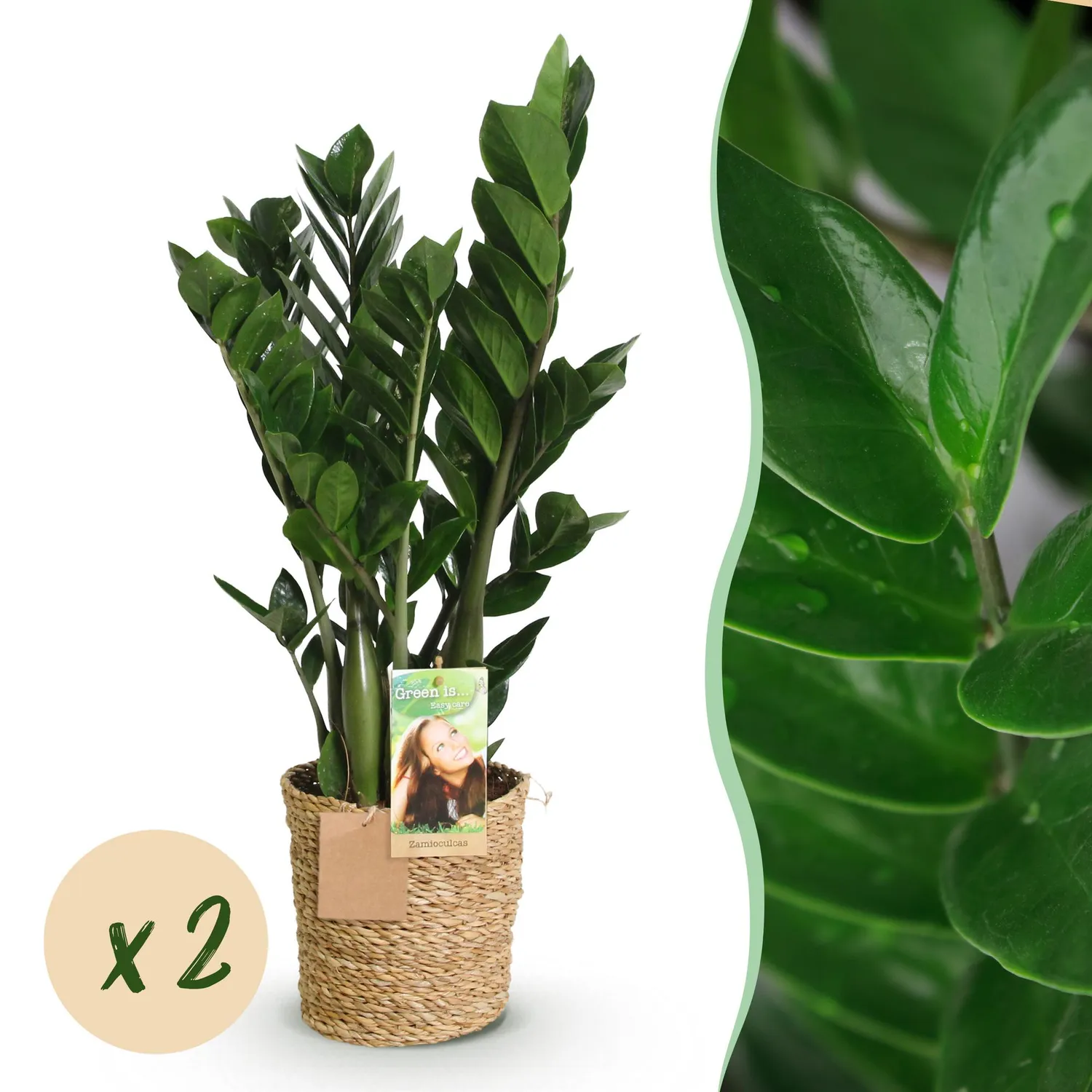 Plant and Stories ZZ zamioculcas plante lot 2 pots 17 cm