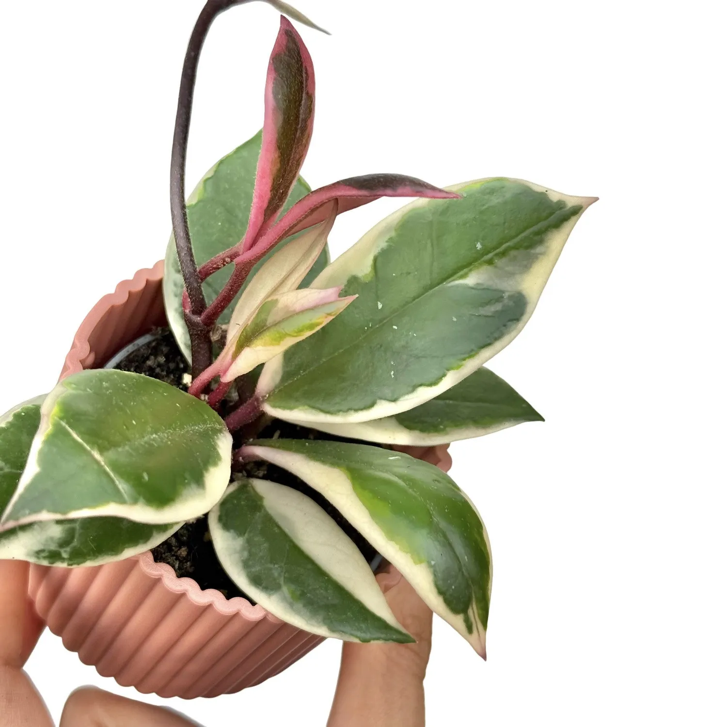 Plant and Stories Hoya Carnosa Flamingo Dream plante 6 cm rose