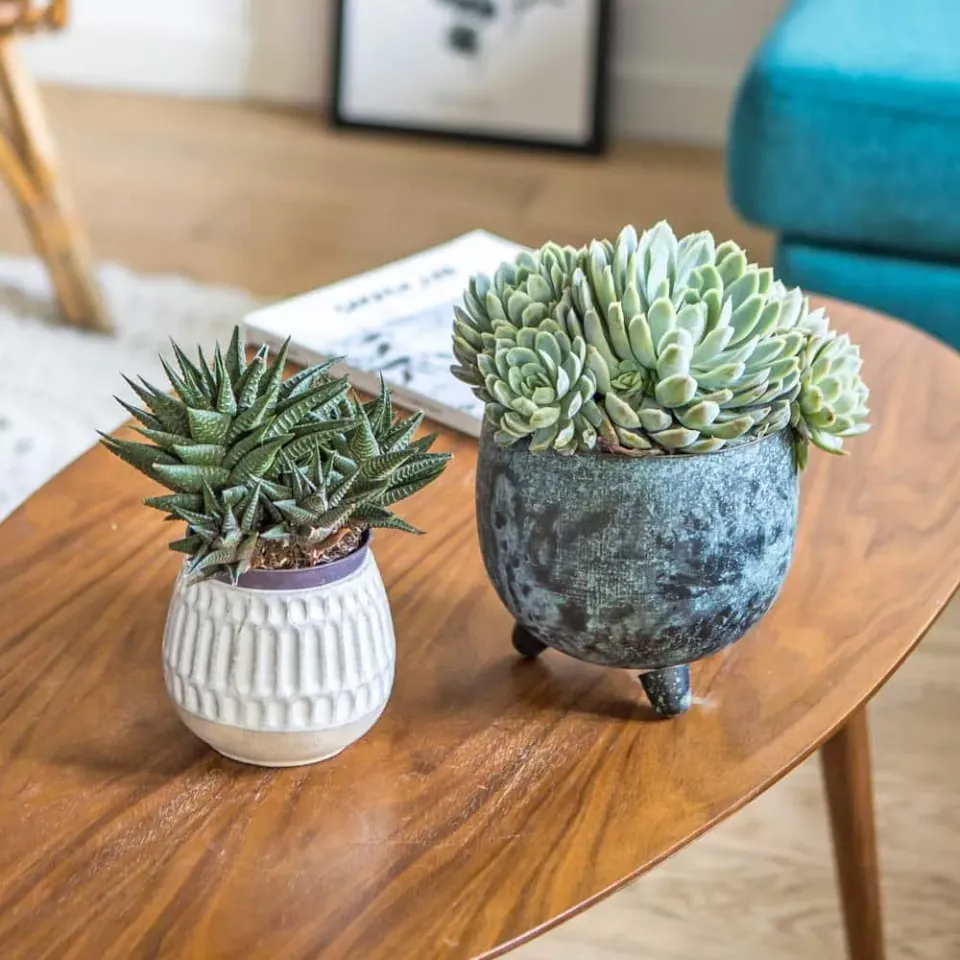 Réconciliation Végétale echeveria haworthia plantes grasses lot de 2 faciles