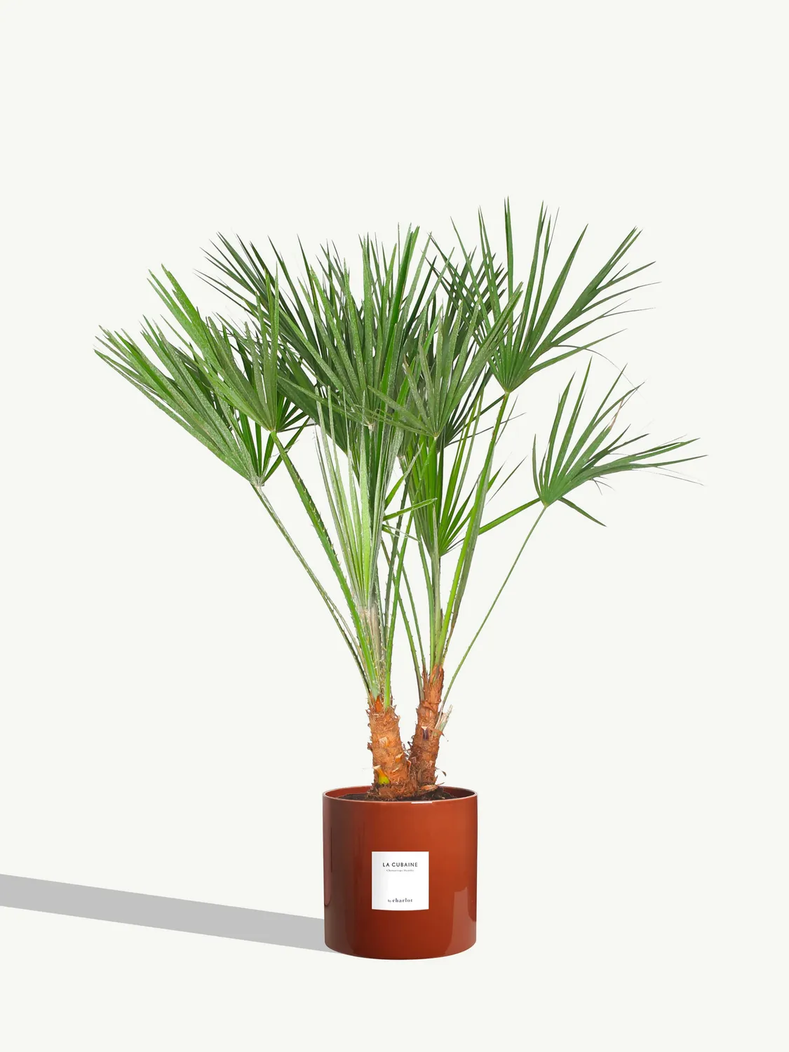 By Charlot La Cubaine palmier Chamaerops 80 cm