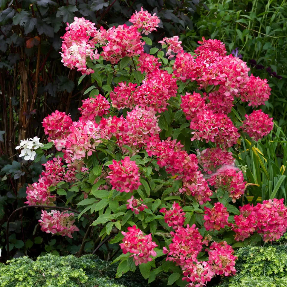 Plant and Stories Hortensia Pink Diamond arbuste 50cm