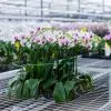 Orchidées de Prestige Brut Sauvage 5 orchidée vive